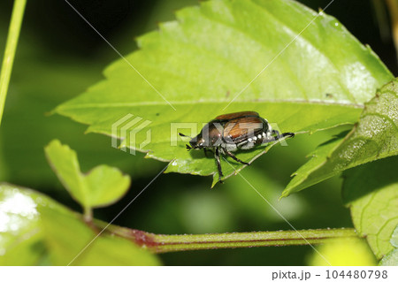 マメコガネ 104480798