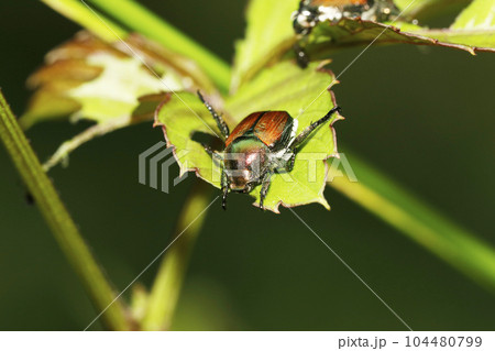 マメコガネ 104480799