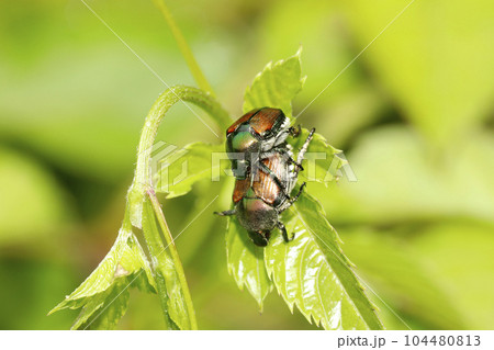 マメコガネの交尾 104480813
