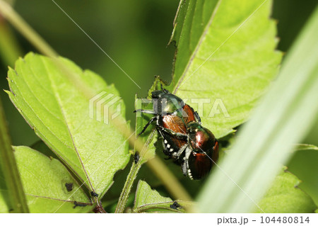 マメコガネの交尾 104480814
