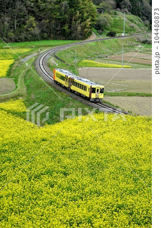 菜の花に囲まれた大船渡線を走る観光列車 104480873