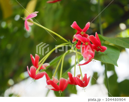 赤いシクンシの花 104480904