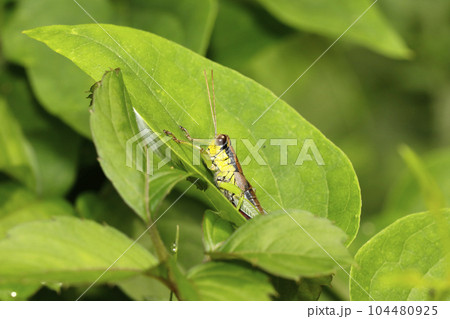 メスアカフキバッタ 104480925