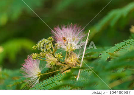 ふわふわとしたネムノキの花 ふわふわとしたネムノキの花 104480987
