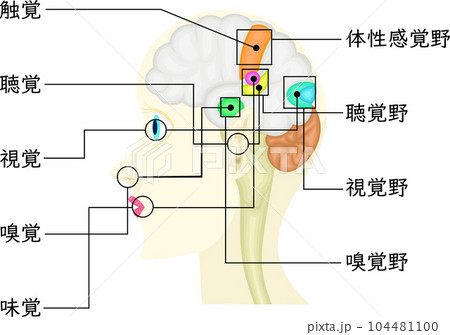 感覚　イラスト　日本語 104481100