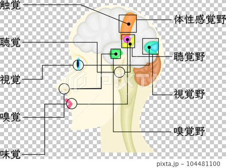 感覚　イラスト　日本語 104481100