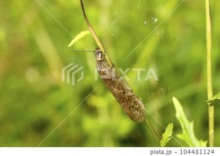 ヤマトクロスジヘビトンボ 104481124