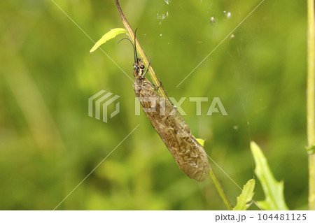 ヤマトクロスジヘビトンボ 104481125
