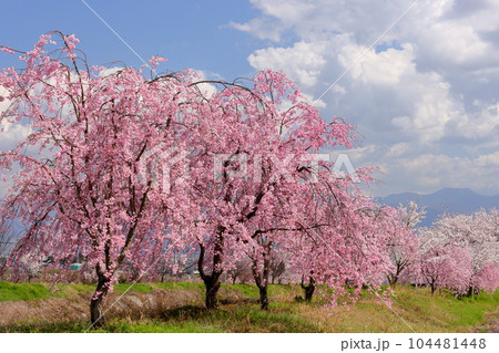 山梨県南アルプス市曲輪田 大和川沿いのベニシダレザクラなどの桜並木 山梨県南アルプス市曲輪田 大和川沿いのベニシダレザクラなどの桜並木 104481448