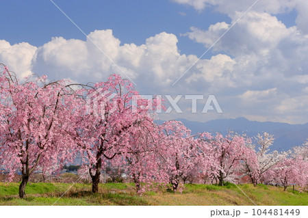山梨県南アルプス市曲輪田 大和川沿いのベニシダレザクラなどの桜並木 山梨県南アルプス市曲輪田 大和川沿いのベニシダレザクラなどの桜並木 104481449