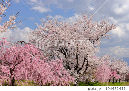山梨県南アルプス市曲輪田 大和川沿いのベニシダレザクラなどの桜並木 山梨県南アルプス市曲輪田 大和川沿いのベニシダレザクラなどの桜並木 104481451
