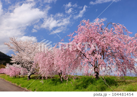 山梨県南アルプス市曲輪田 大和川沿いのベニシダレザクラなどの桜並木 山梨県南アルプス市曲輪田 大和川沿いのベニシダレザクラなどの桜並木 104481454