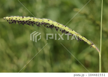 自然　植物　シマスズメノヒエ、見慣れた雑草ですが。戦後急速に全国に広がった帰化植物だそうです 104481551