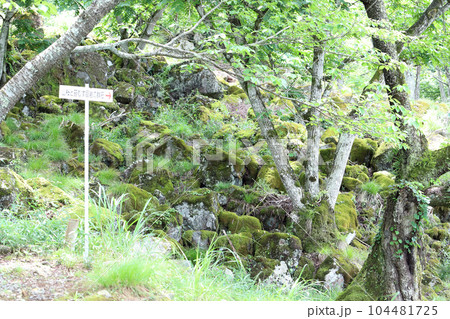 立雲峡 山桜と苔むす巨岩の群石(兵庫県 朝来市 竹田城跡) 立雲峡 山桜と苔むす巨岩の群石(兵庫県 朝来市 竹田城跡) 104481725