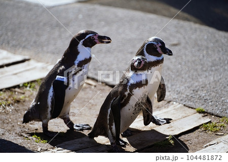 おたる水族館 ペンギンの海まで遠足 おたる水族館 ペンギンの海まで遠足 104481872
