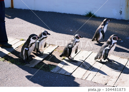 おたる水族館 ペンギンの海まで遠足 104481873