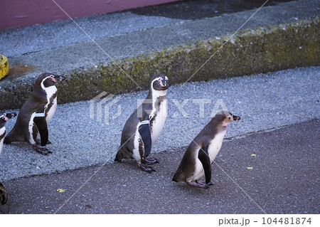 おたる水族館 ペンギンの海まで遠足 おたる水族館 ペンギンの海まで遠足 104481874