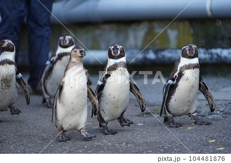 おたる水族館 ペンギンの海まで遠足 おたる水族館 ペンギンの海まで遠足 104481876