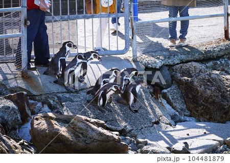 おたる水族館 ペンギンの海まで遠足 104481879