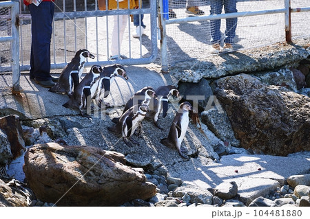 おたる水族館 ペンギンの海まで遠足 おたる水族館 ペンギンの海まで遠足 104481880
