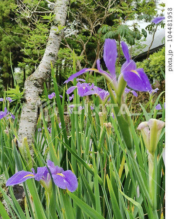 花 フラワー お花 104481958