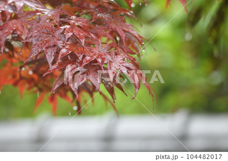 雨に濡れたモミジの葉 104482017