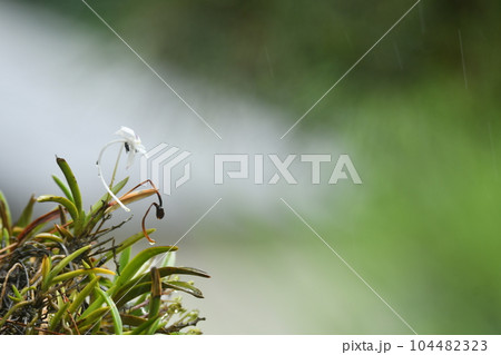 フーランの花にハエ フーランの花にハエ 104482323