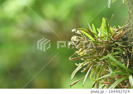 雨の中のフーランの花つぼみ 雨の中のフーランの花つぼみ 104482324