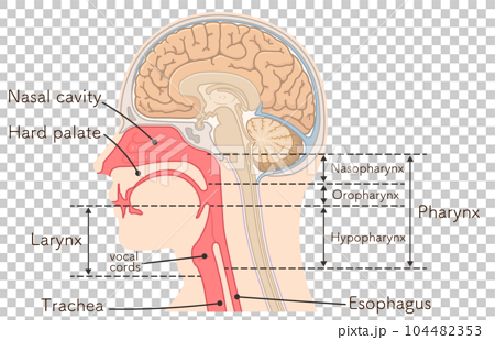 larynx、pharynx、trachea、cerebrum、illustration 104482353