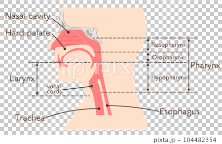 larynx, pharynx, vocal cord, trachea, illustration 104482354