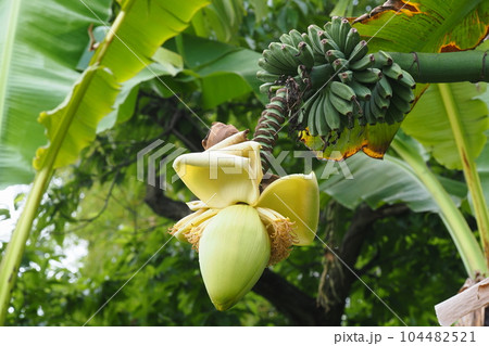 バショウの花と果実 104482521