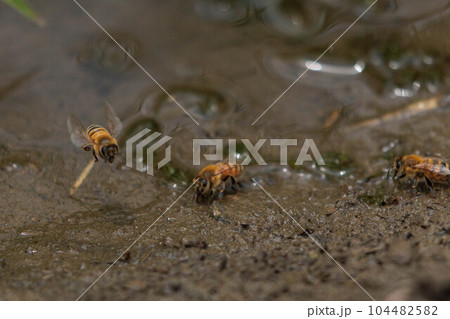 土のミネラルを集めるミツバチ 104482582
