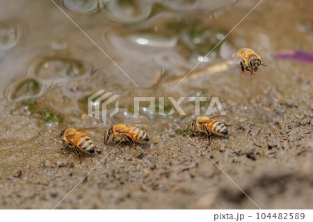 土のミネラルを集めるミツバチ 104482589