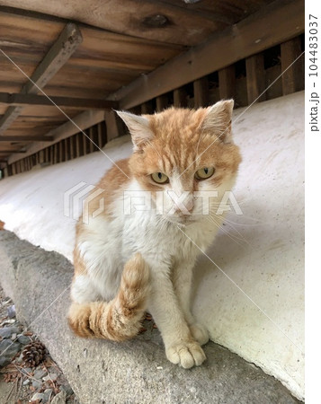 京都竹田安楽寿院の子猫 京都竹田安楽寿院の子猫 104483037