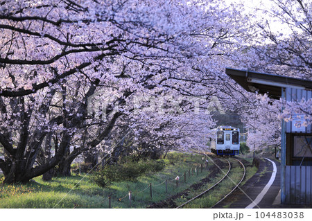桜のトンネル　浦ノ崎駅の景色 104483038