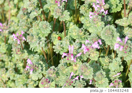 ナナホシテントウムシ 104483248