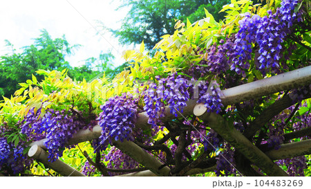 埼玉県春日部市で撮影したフジの花の風景 104483269