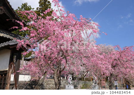 山梨県南アルプス市上市之瀬 桜の名所高峰山妙了寺 山門とベニシダレザクラの景色 山梨県南アルプス市上市之瀬 桜の名所高峰山妙了寺 山門とベニシダレザクラの景色 104483454
