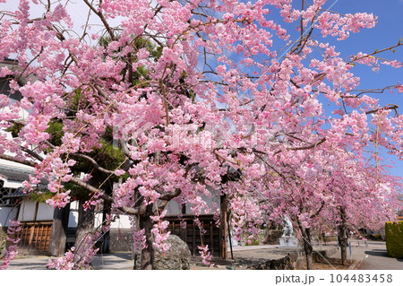 山梨県南アルプス市上市之瀬 桜の名所高峰山妙了寺 山門とベニシダレザクラの景色 山梨県南アルプス市上市之瀬 桜の名所高峰山妙了寺 山門とベニシダレザクラの景色 104483458
