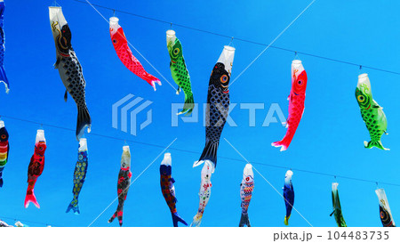「川口芝川鯉のぼり祭り2023」の鯉のぼりと青空の風景 「川口芝川鯉のぼり祭り2023」の鯉のぼりと青空の風景 104483735