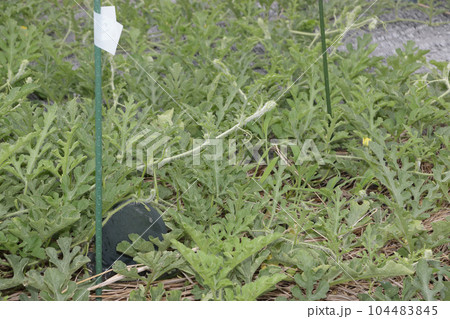 生育不良のスイカ畑 104483845
