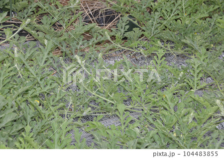 生育不良のスイカ畑のその後 104483855