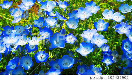 2023年撮影のネモフィラ・インシグニズブルーの花の風景(都立舎人公園・東京都足立区) 2023年撮影のネモフィラ・インシグニズブルーの花の風景(都立舎人公園・東京都足立区) 104483903