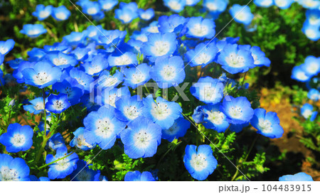 2023年撮影のネモフィラ・インシグニズブルーの花の風景(都立舎人公園・東京都足立区) 2023年撮影のネモフィラ・インシグニズブルーの花の風景(都立舎人公園・東京都足立区) 104483915