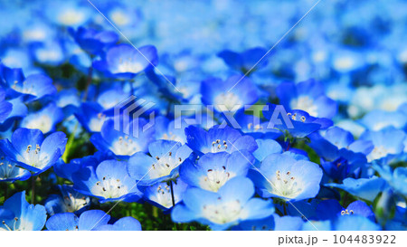 2023年撮影のネモフィラ・インシグニズブルーの花の風景(都立舎人公園・東京都足立区) 2023年撮影のネモフィラ・インシグニズブルーの花の風景(都立舎人公園・東京都足立区) 104483922