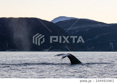 ノルウェー/ザトウクジラ 104483961