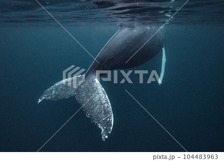 ノルウェー/ザトウクジラ/水中 104483963