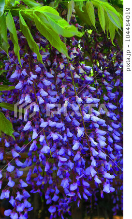 埼玉県春日部市の藤花園（牛島の藤）のフジの花の風景 104484019