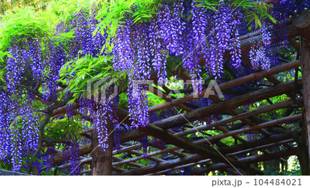埼玉県春日部市の藤花園(牛島の藤)のフジの花の風景 埼玉県春日部市の藤花園(牛島の藤)のフジの花の風景 104484021