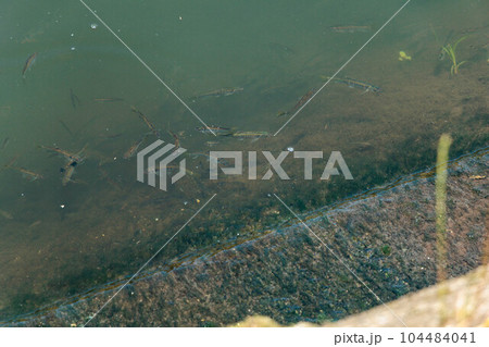 オイカワの群れ 104484041